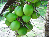 ripe coconuts hanging from tree