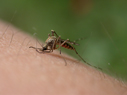 using oil of oregano as a natural mosquito repellant